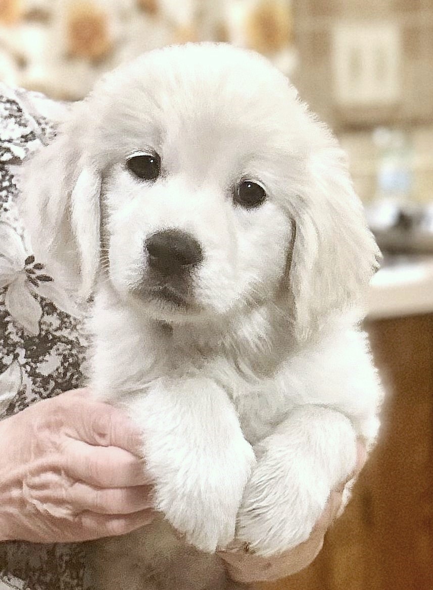 English Cream Golden Retriever Puppies For Sale
