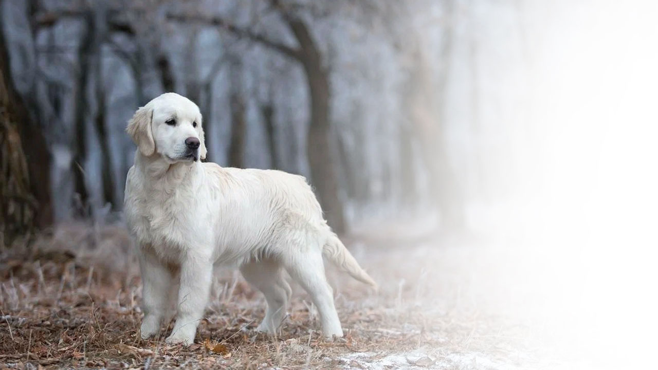 English Golden Retriever Puppies